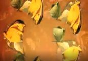 Metamorphose 2