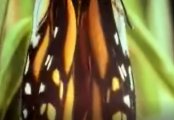 Metamorphose 3