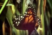 Metamorphose 4