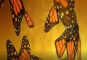 Metamorphose 5