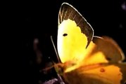 Metamorphose 6