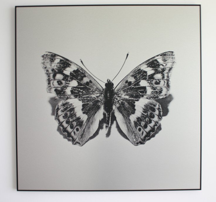 Schmetterling