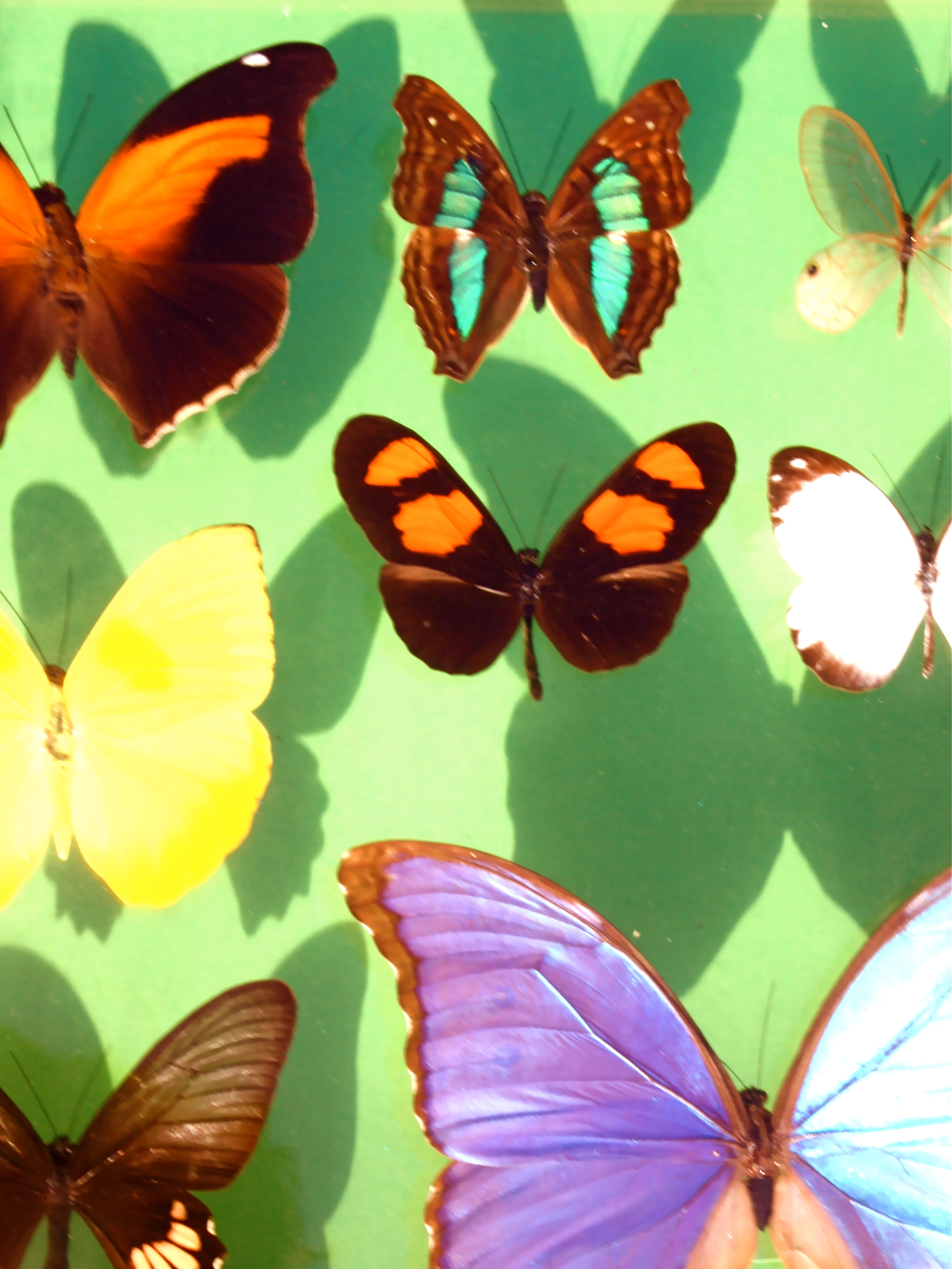 viele Schmetterlinge